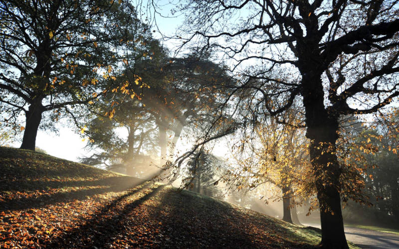 autumn-winter-trees-light-2000-pelling
