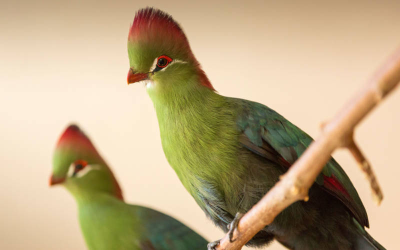 aviary-birds-close-up-3000-1875-chris-lacey