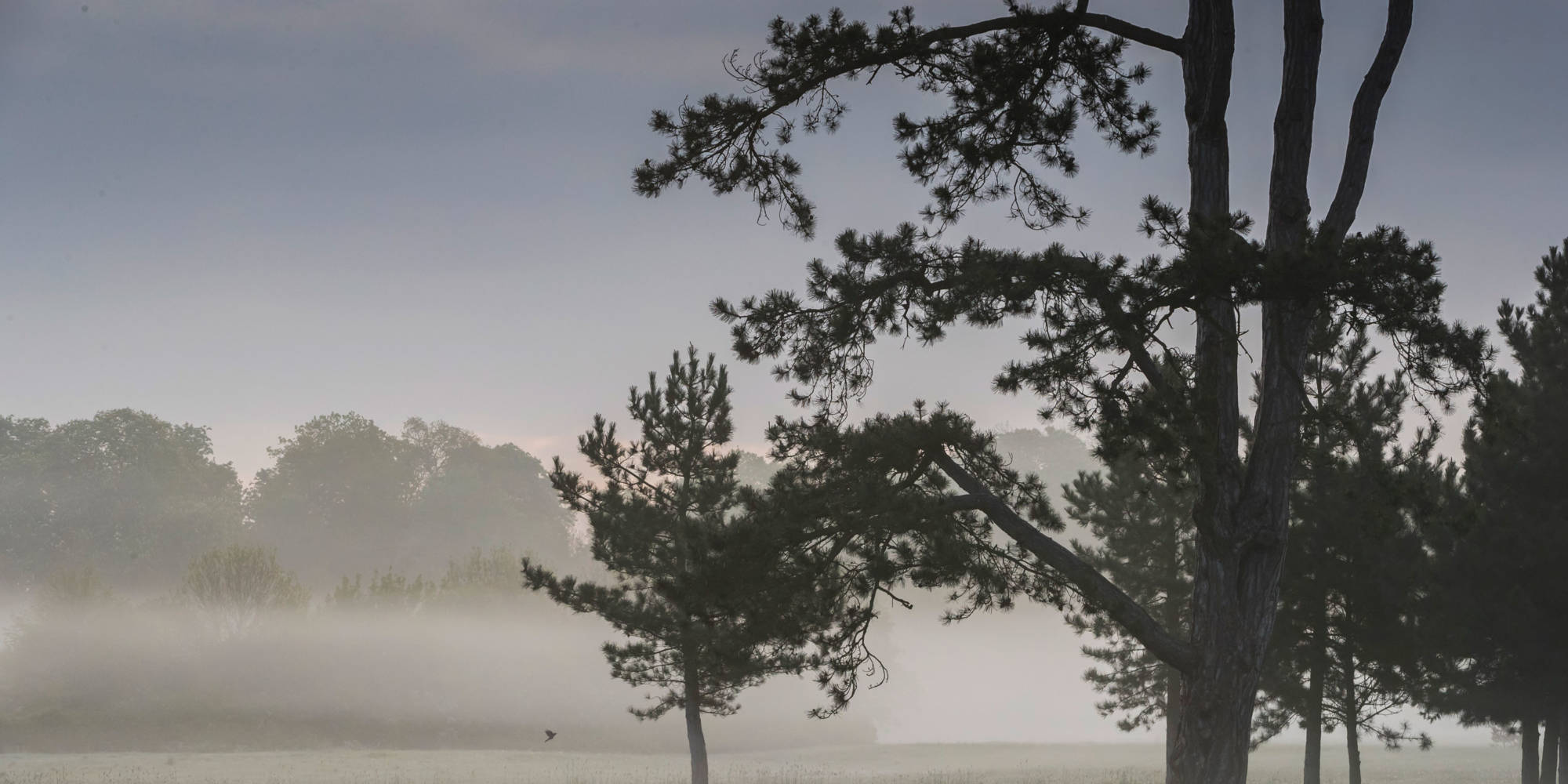 Misty trees and parkland