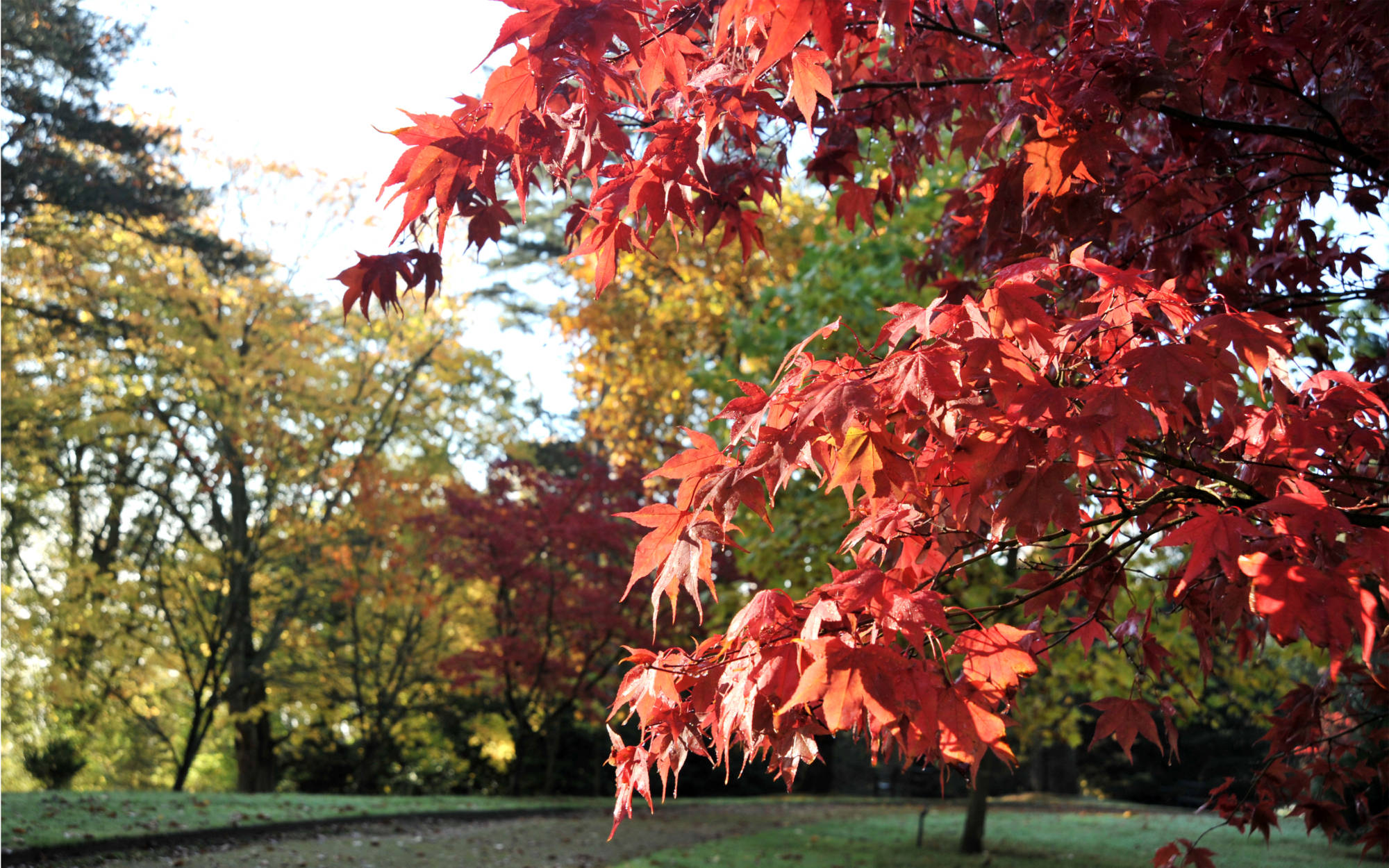 Autumn leaves on trees