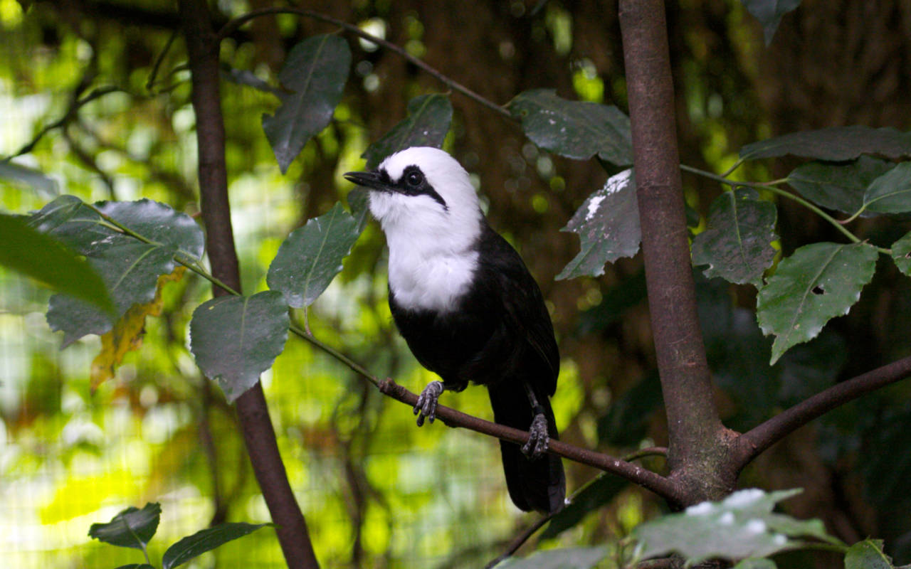 A black and white laughingthrush