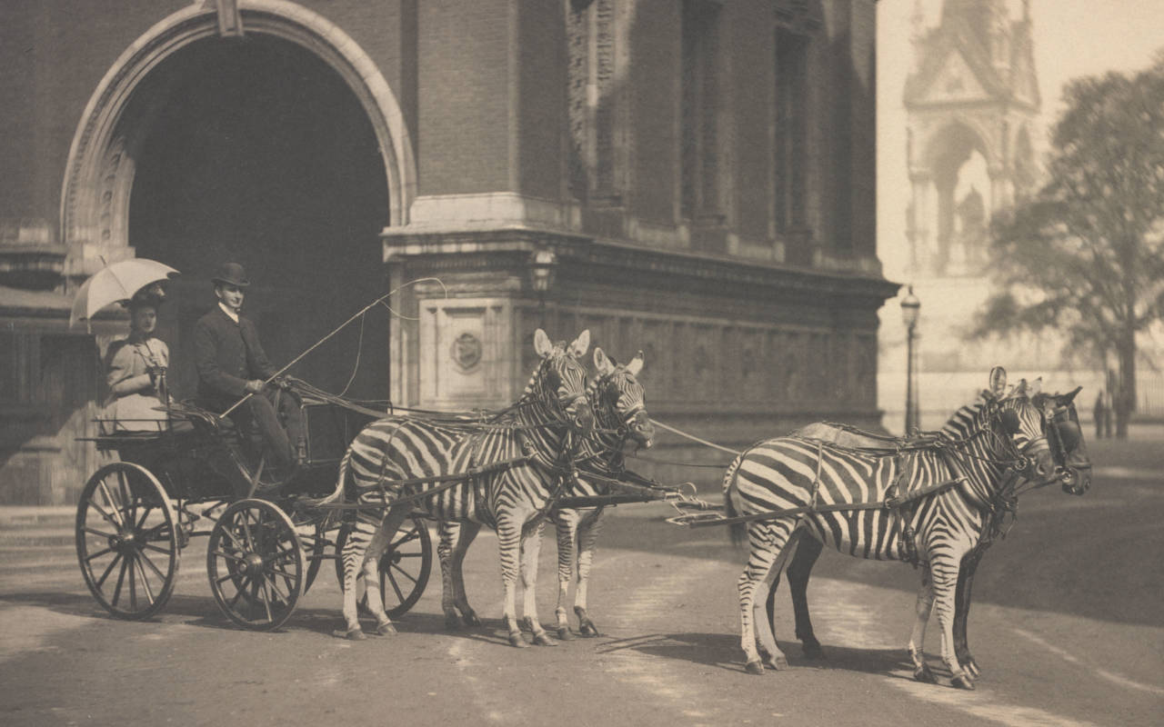 Walter Rothschild with zebras drawing his carriage