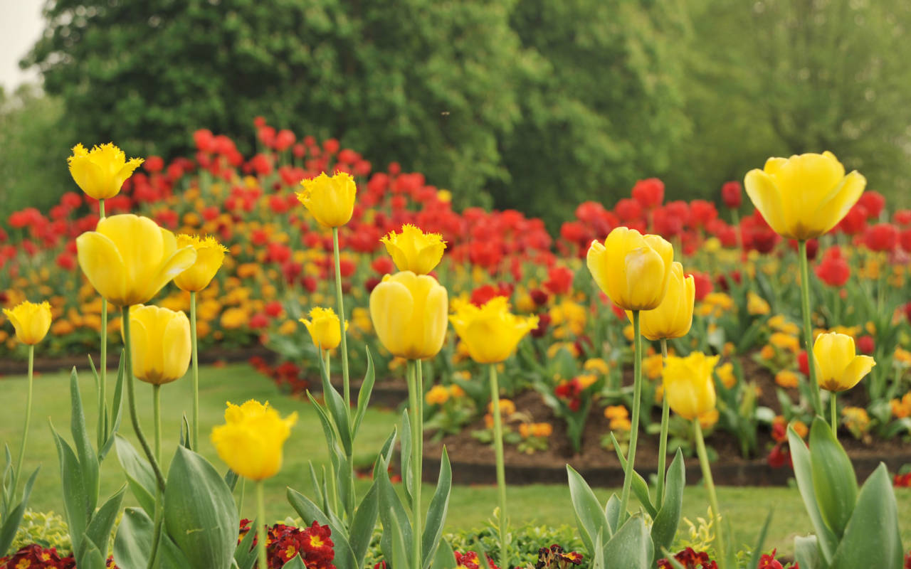 Yellow spring tulips on the parterre