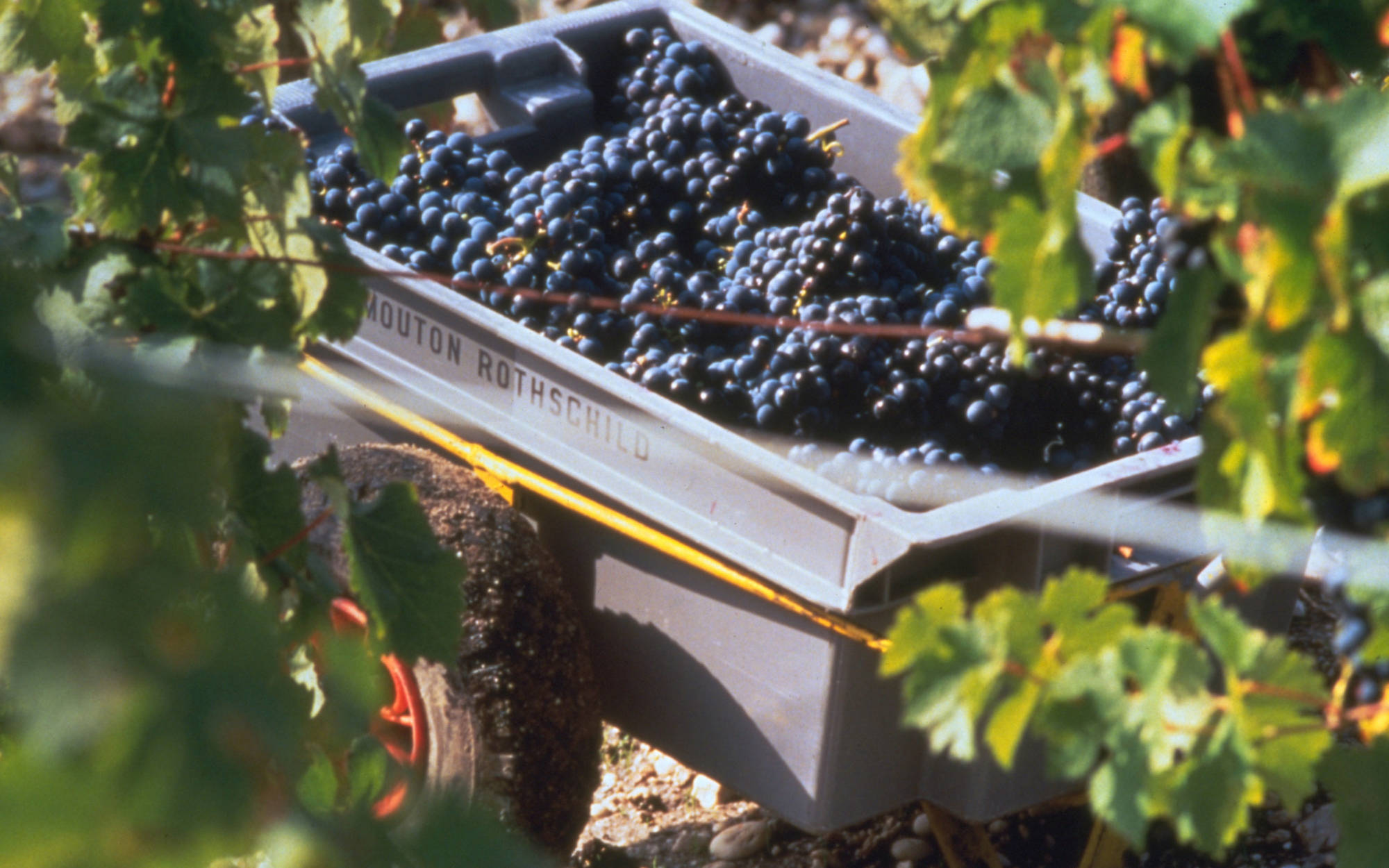 Grape harvest at Mouthon Rothschild