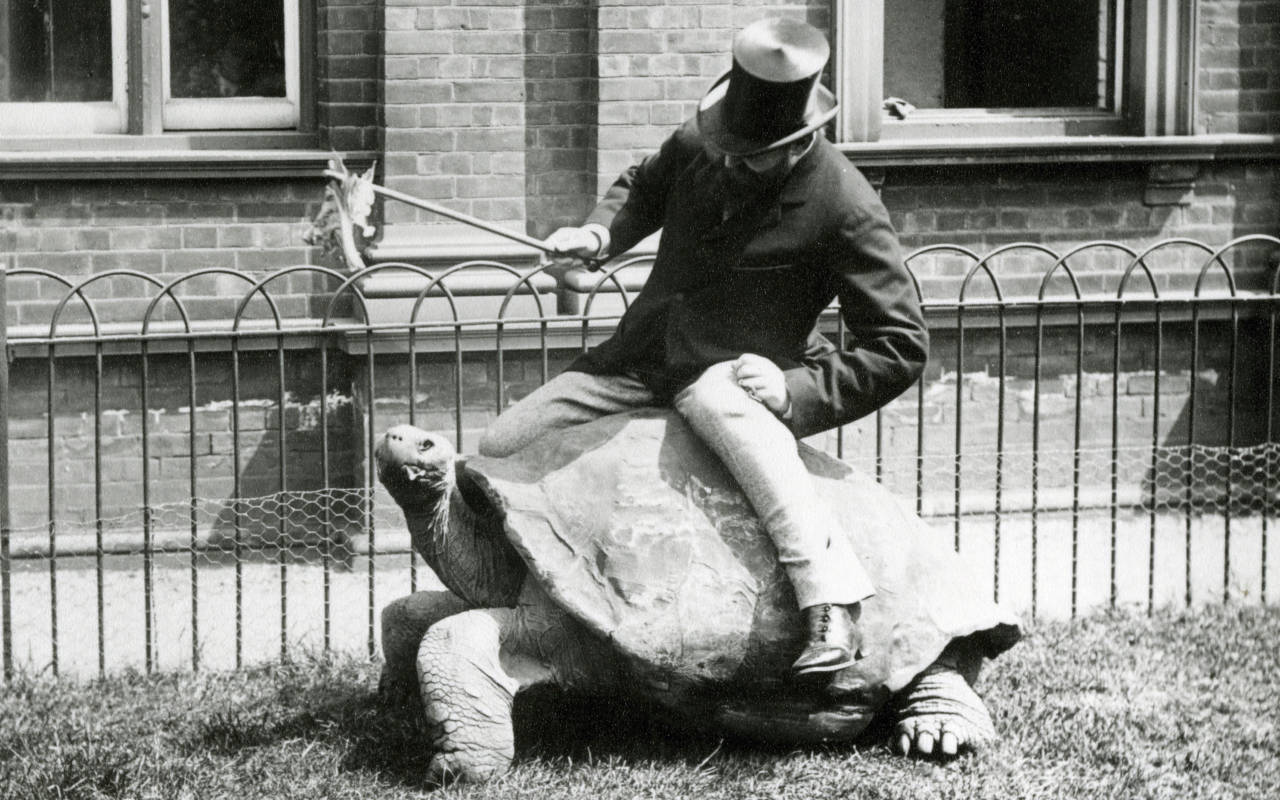 Walter Rothschild riding a tortoise and wearing a top hat