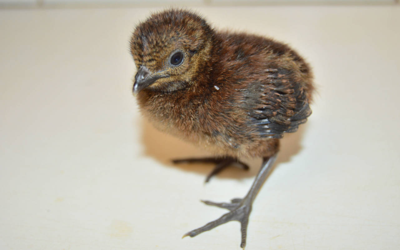 Rothschild peacock-pheasant chick at Waddesdon Manor