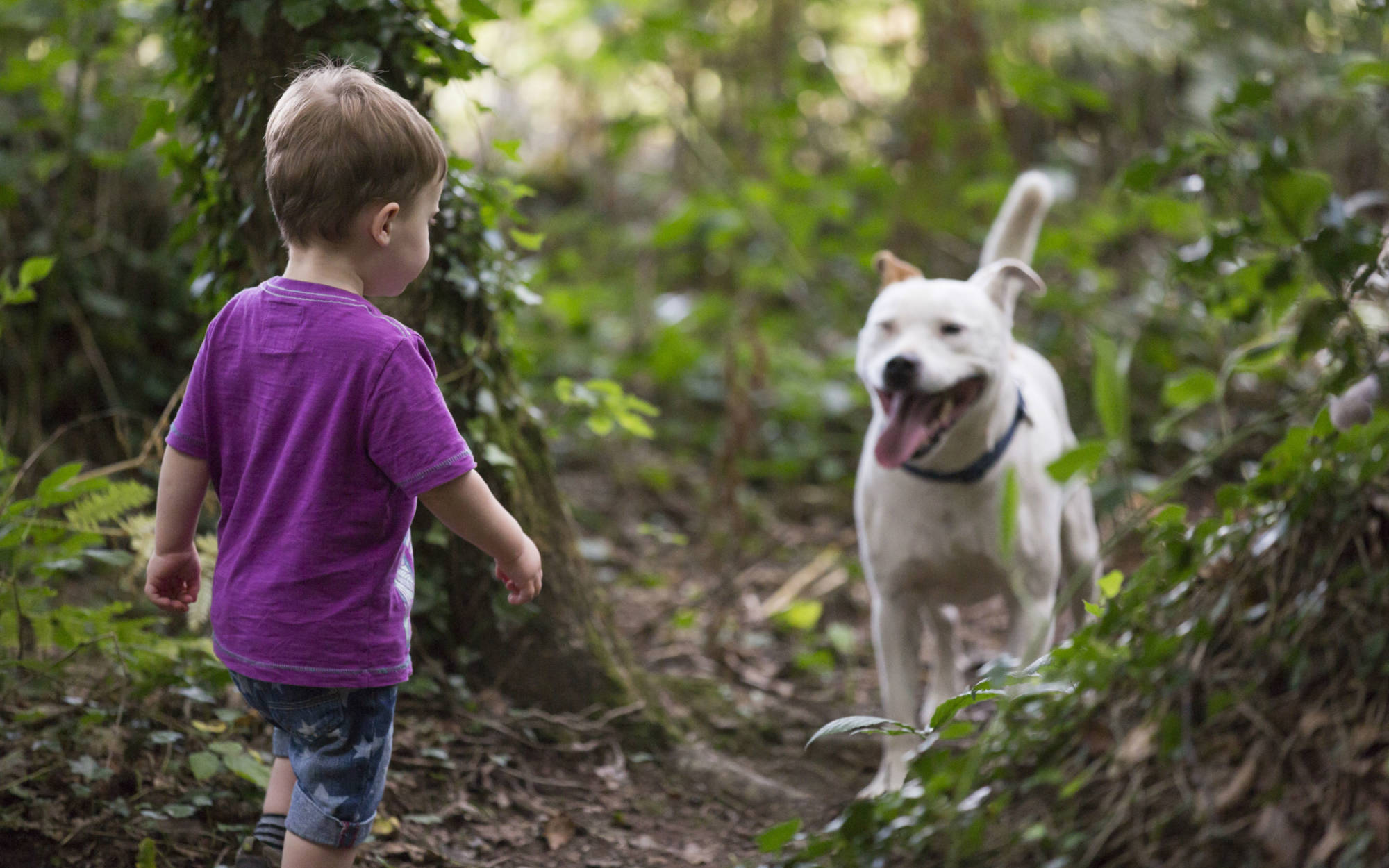 Dog walk