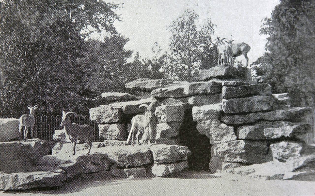 Mountain sheep on the rocks at the Tulip Patch