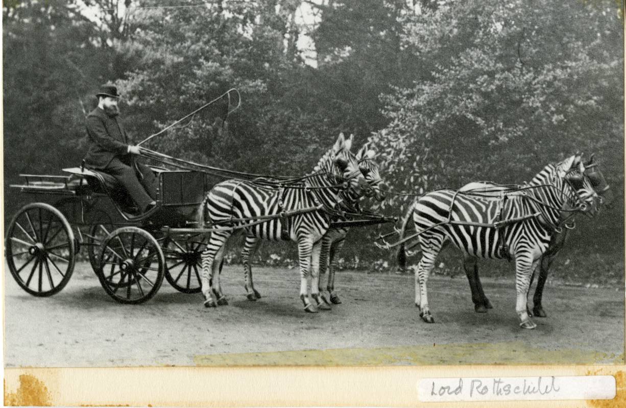 Archive photogrpah of Walter Rothschild with his carriage drawn by zebras