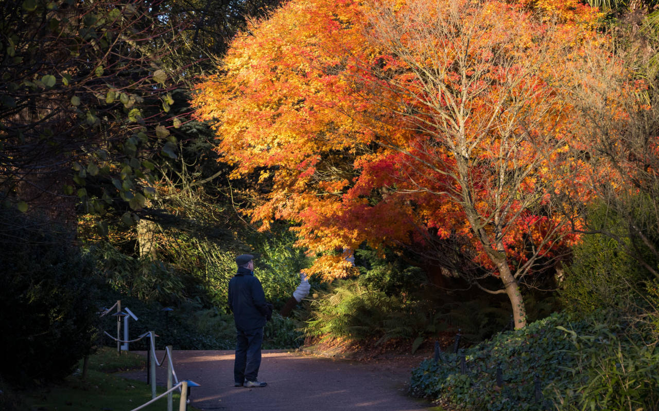 a tree with golden autumnal colour