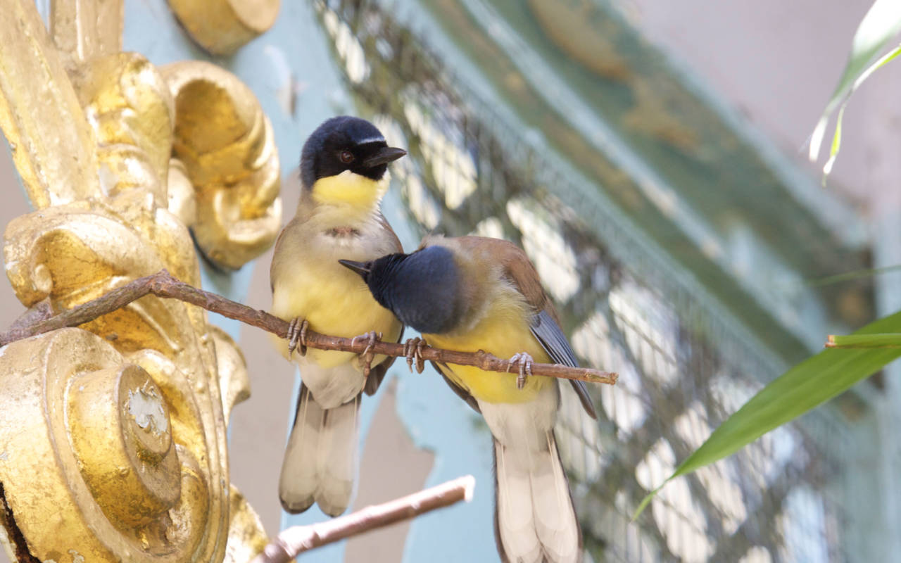 A blue crowned laughing thrush