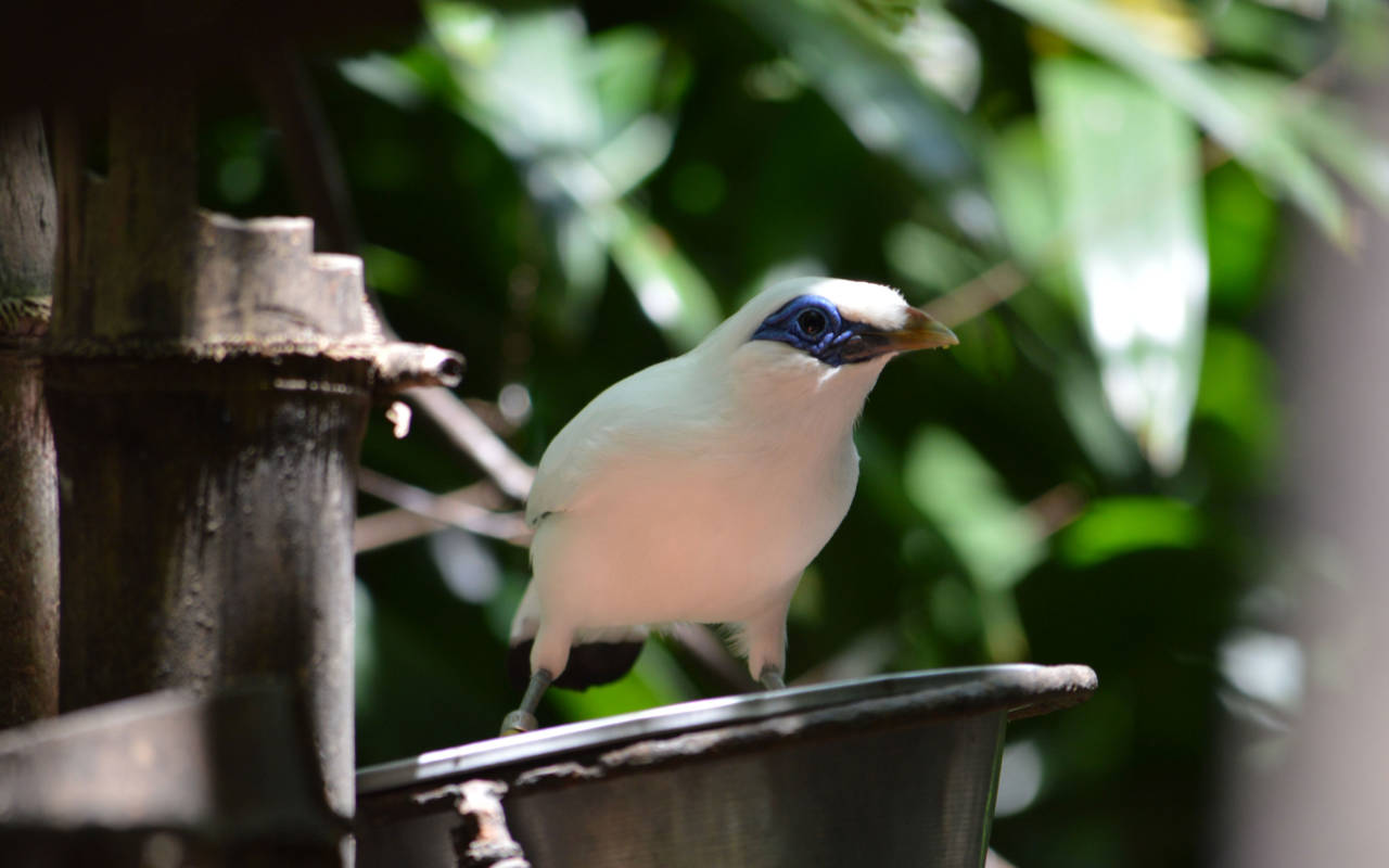 A Rothschild's mynah 