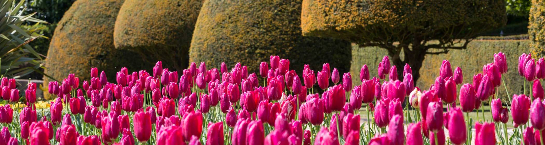 Tulips and trees on the Parterre