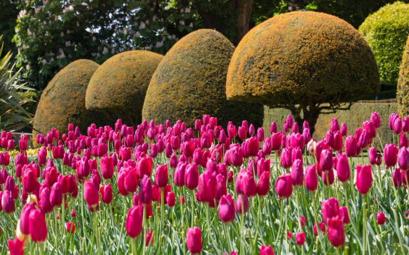 Tulips and trees on the Parterre