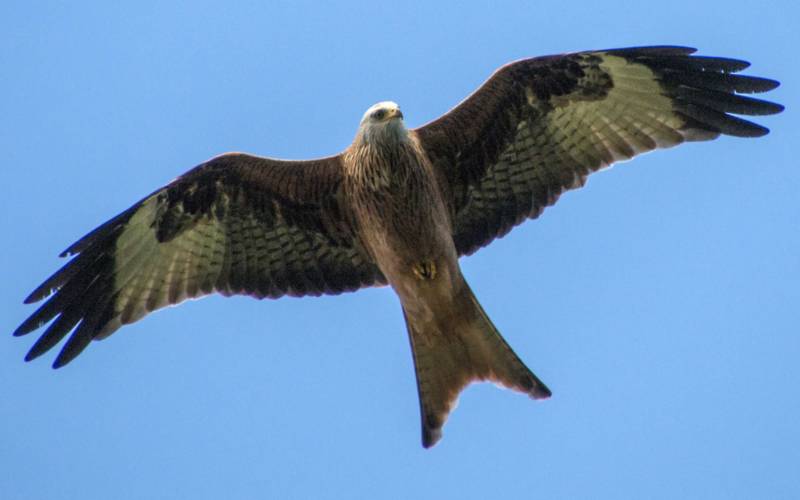 Red Kite