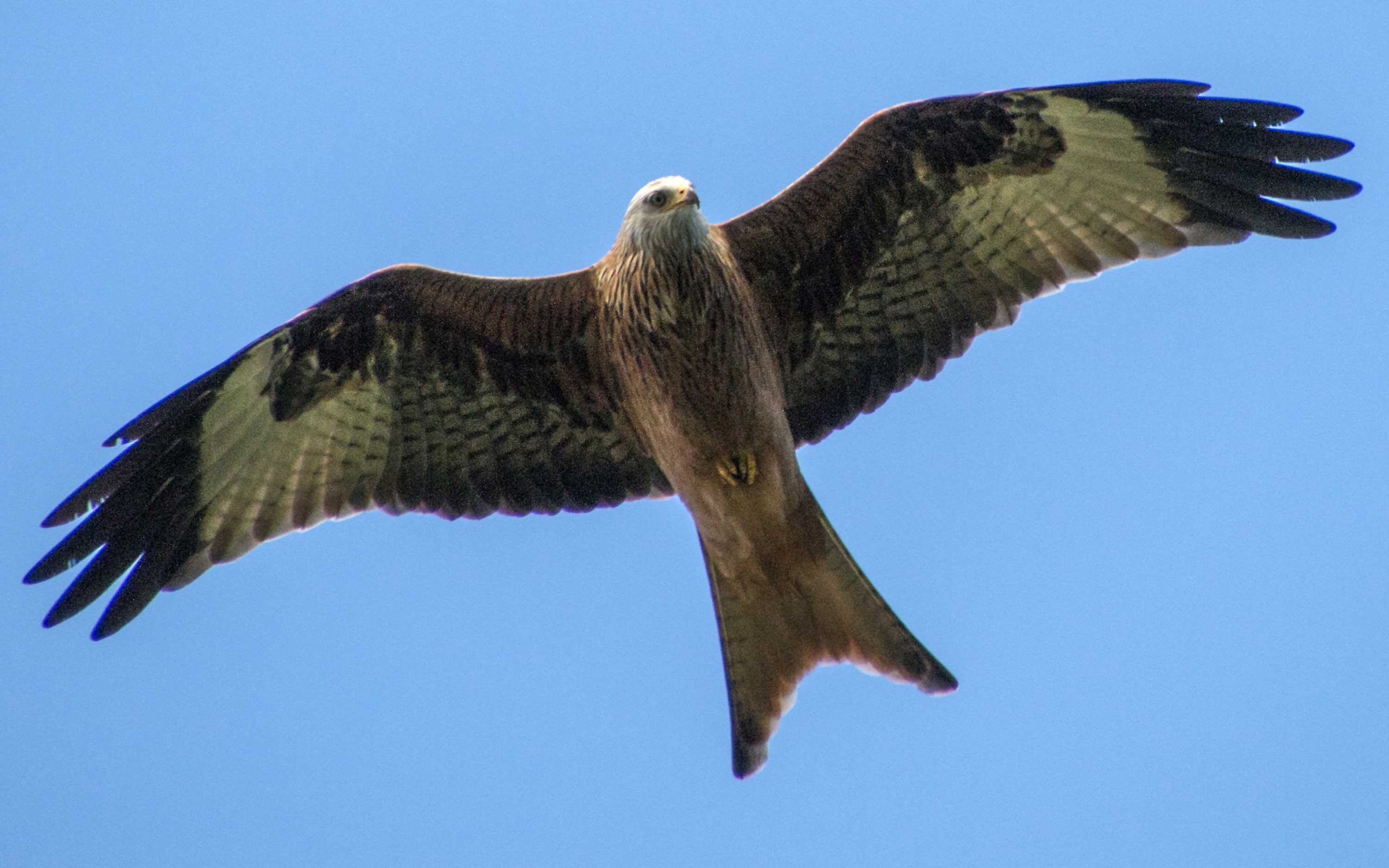 Wildlife spotting at Waddesdon | Waddesdon Manor