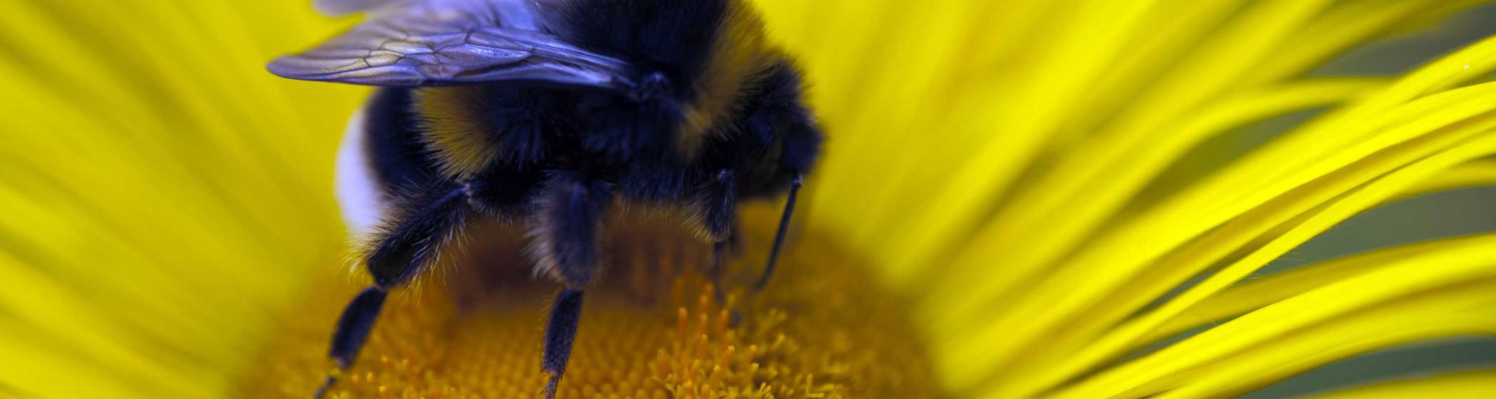 Bumble bee
