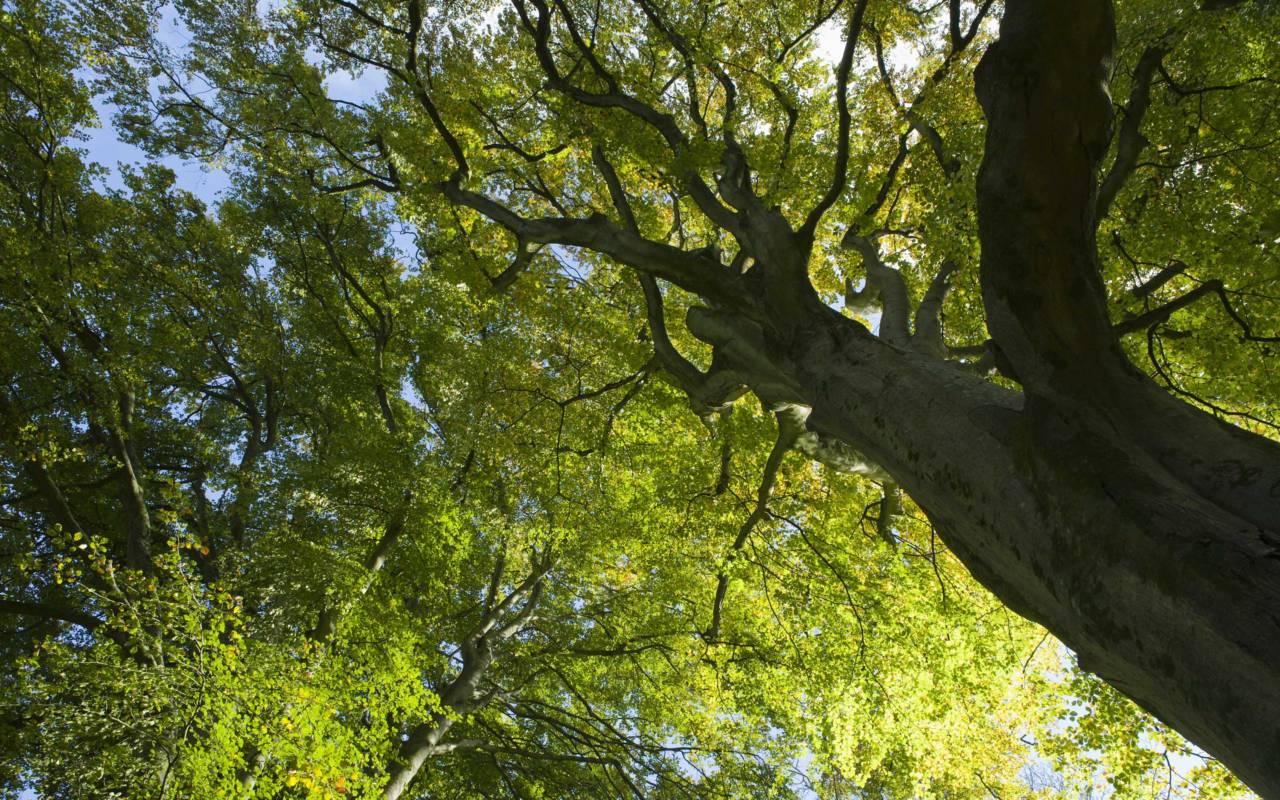 Beech trees