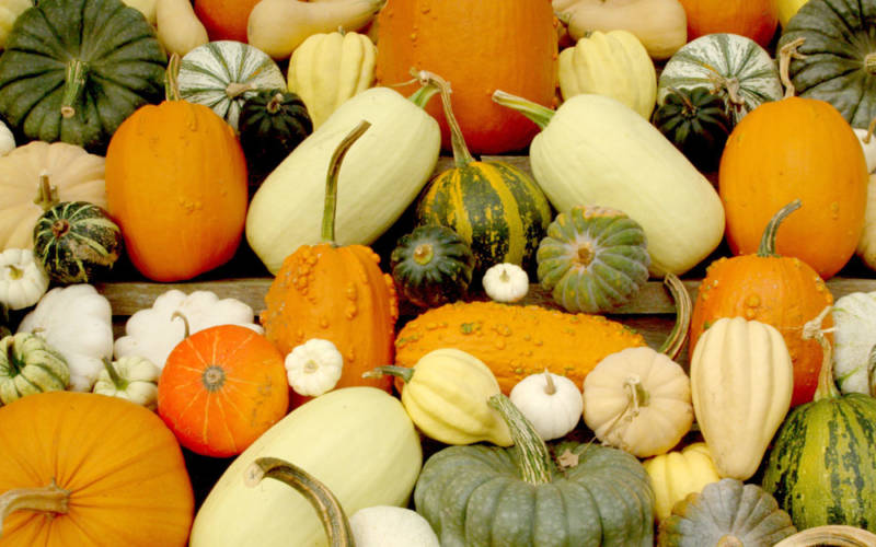 Eythrope gourds