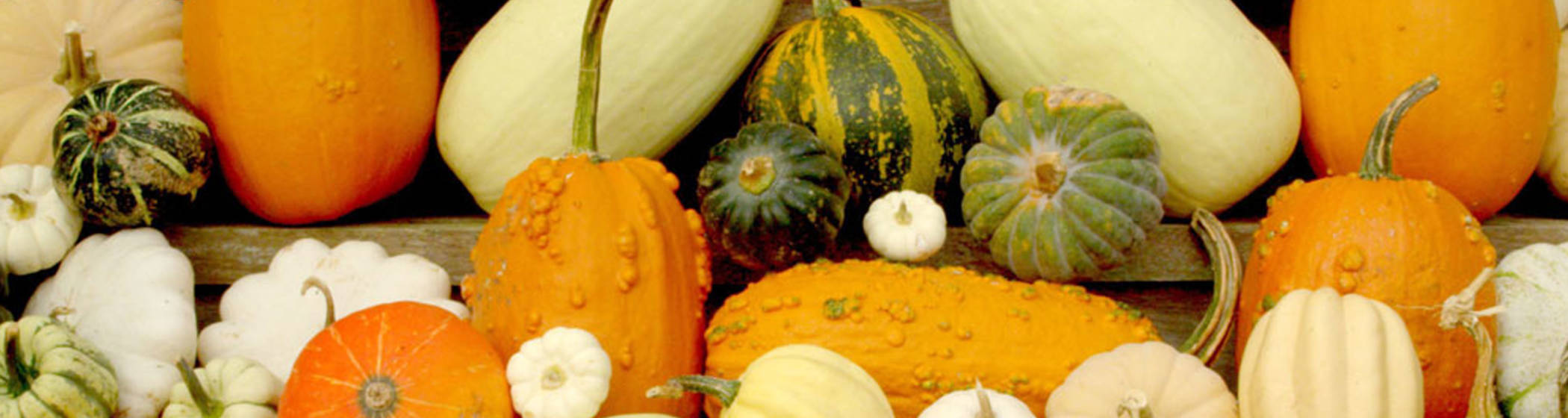 Eythrope gourds