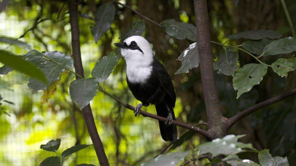 Black and White Laughingthrush, in the Aviary