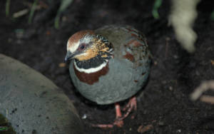 Collared hill partridge