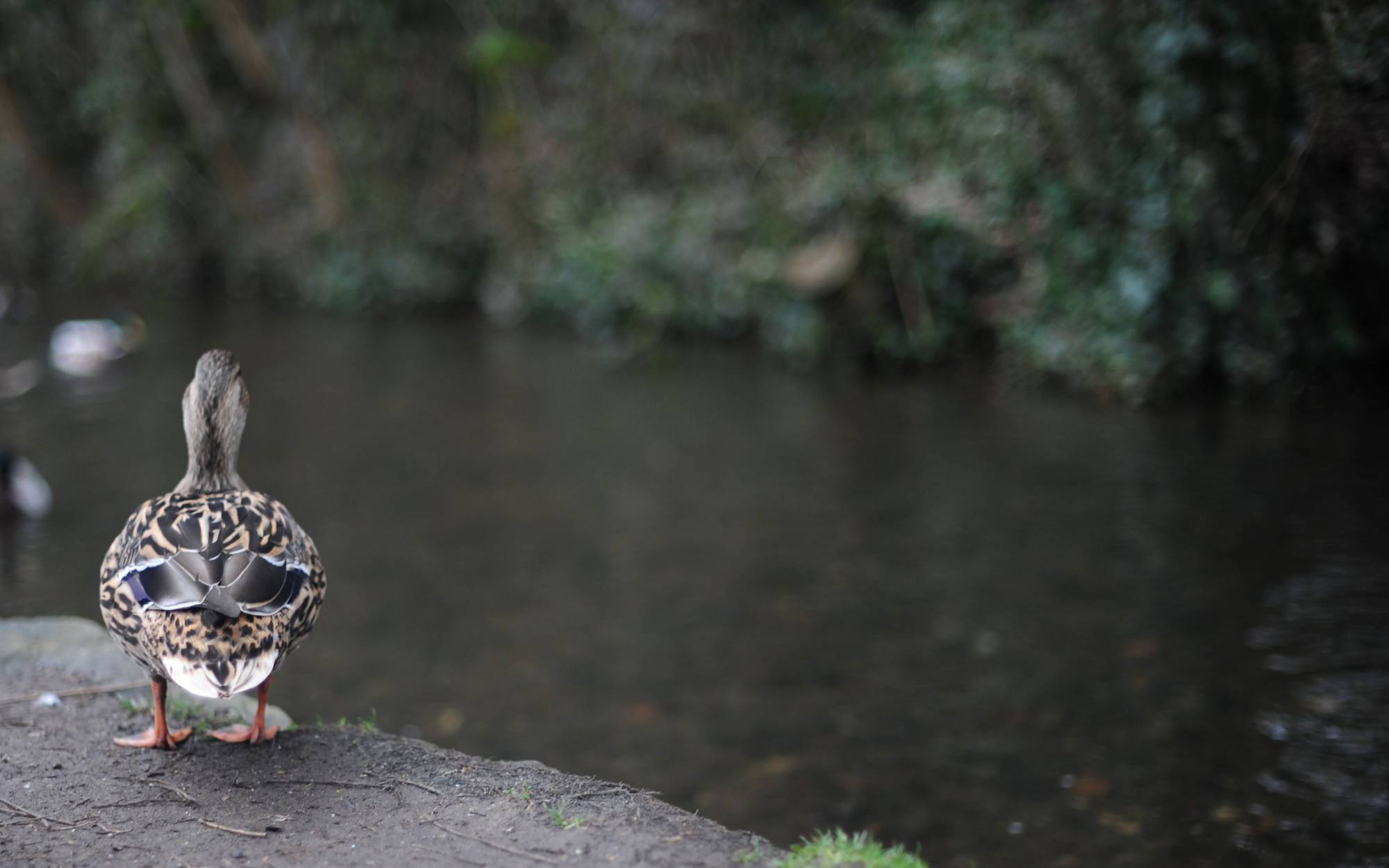 Photo of a duck