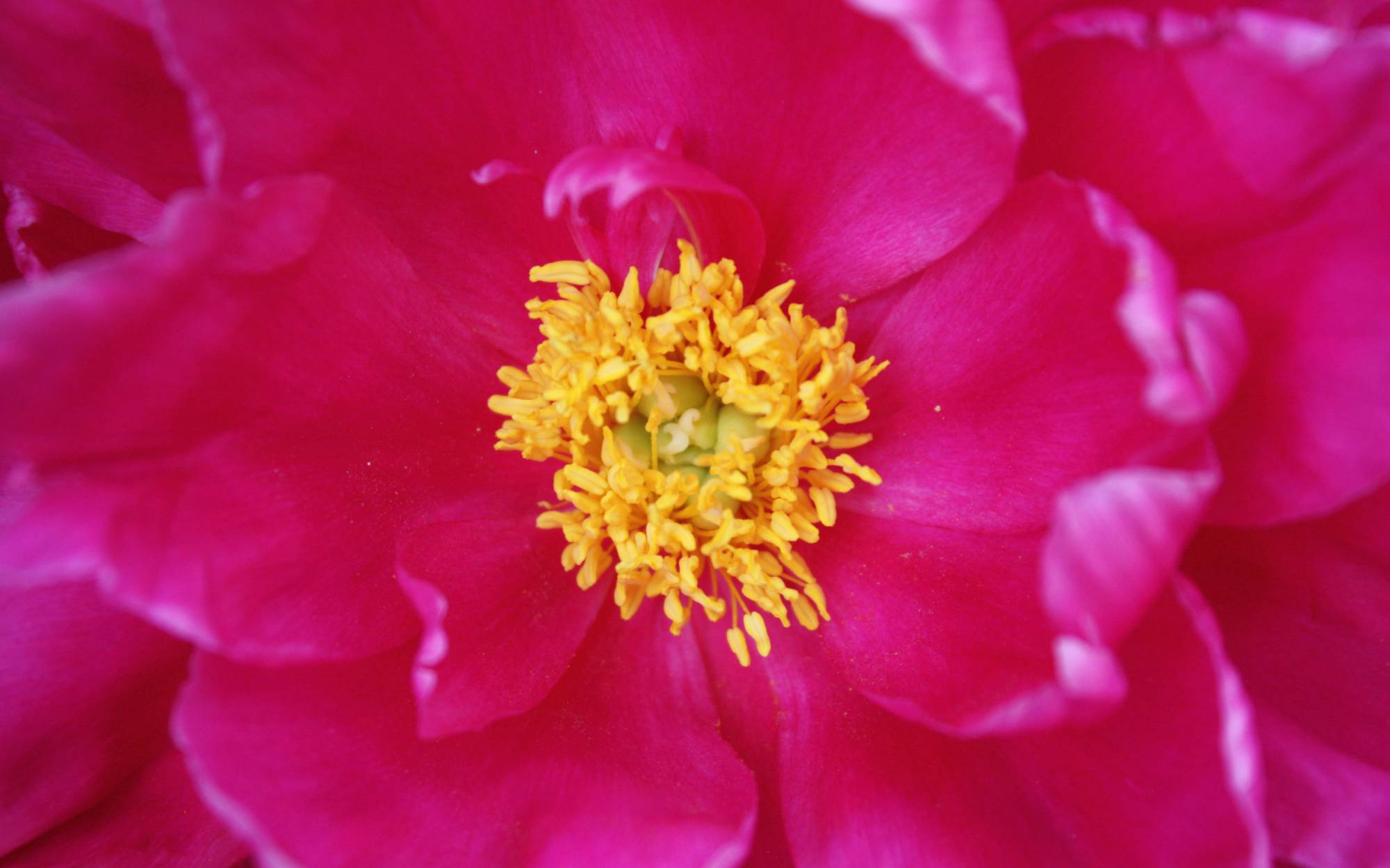 Close up photo of flower