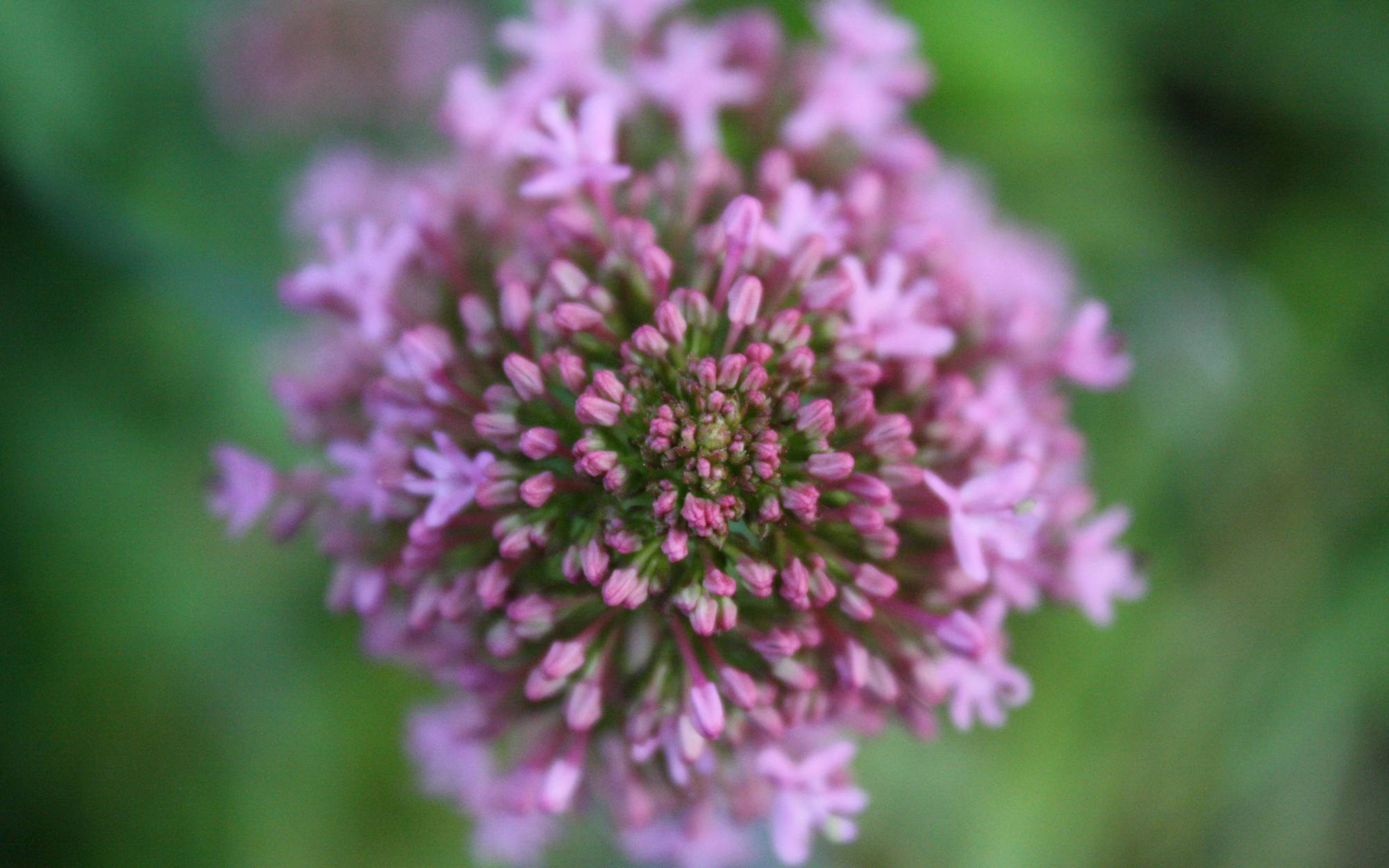 Close up photo of a flower