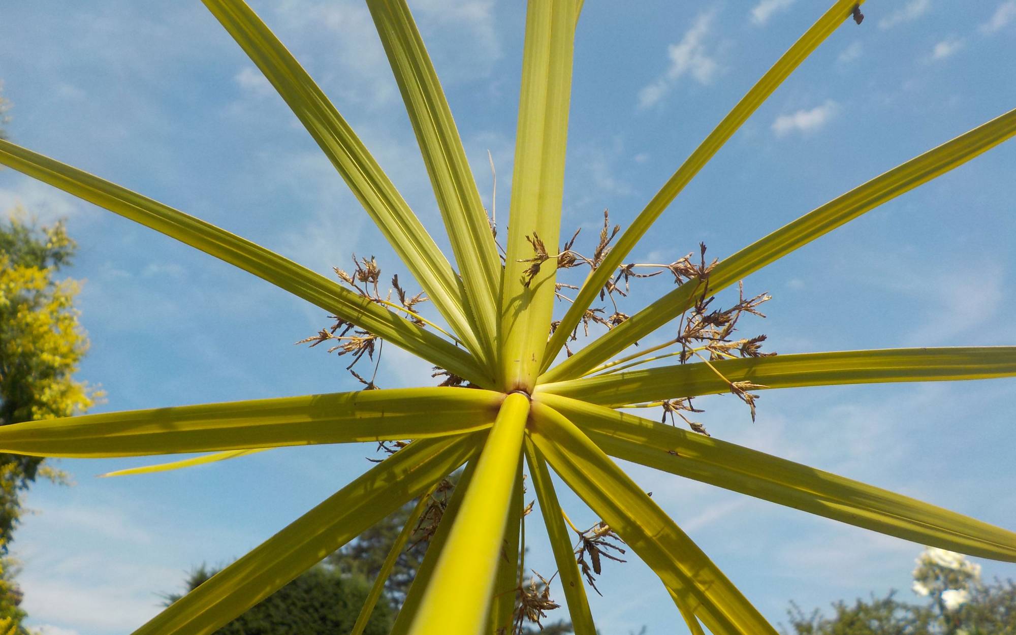 Photo of a flower from below