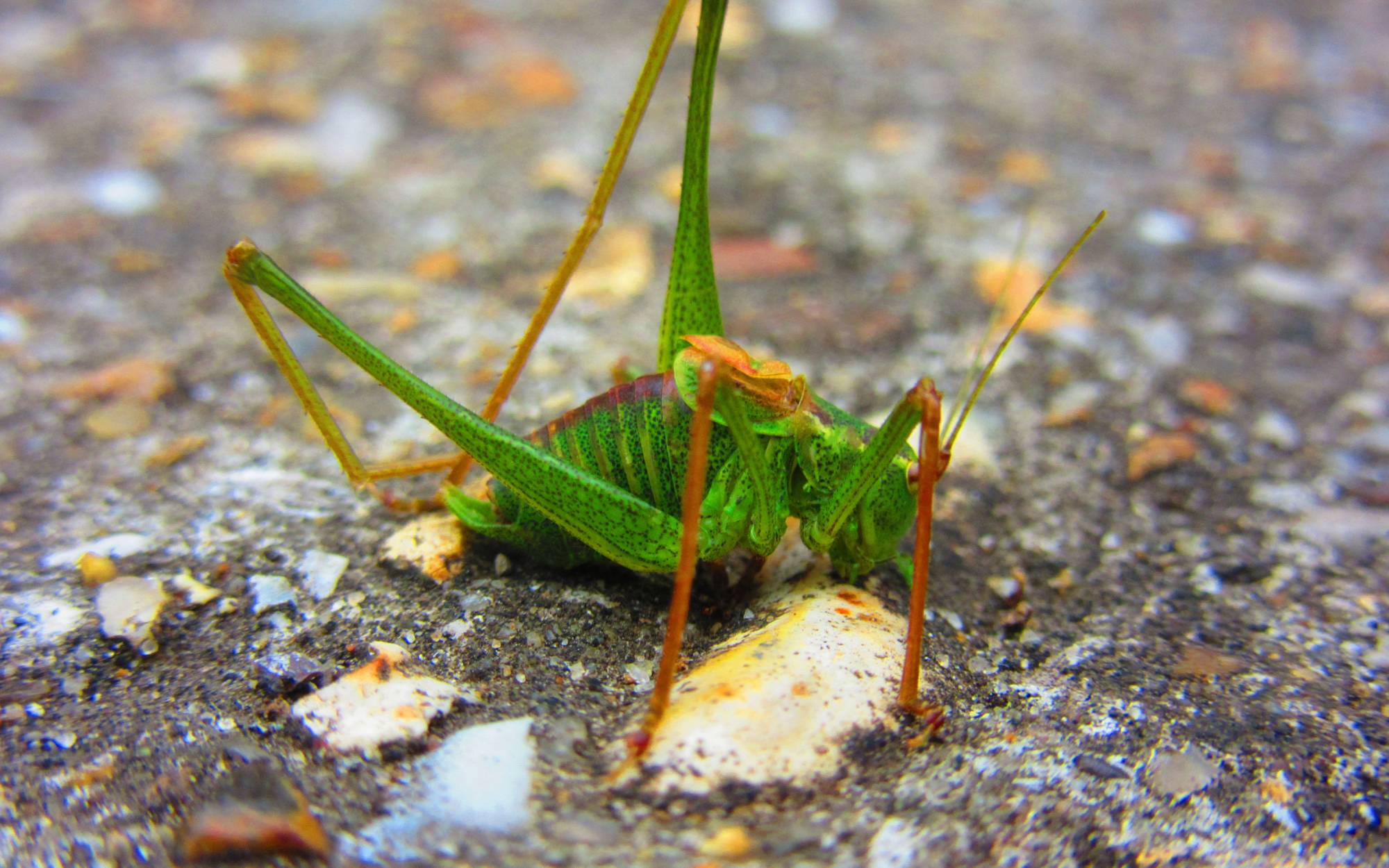 Photo of a cricket
