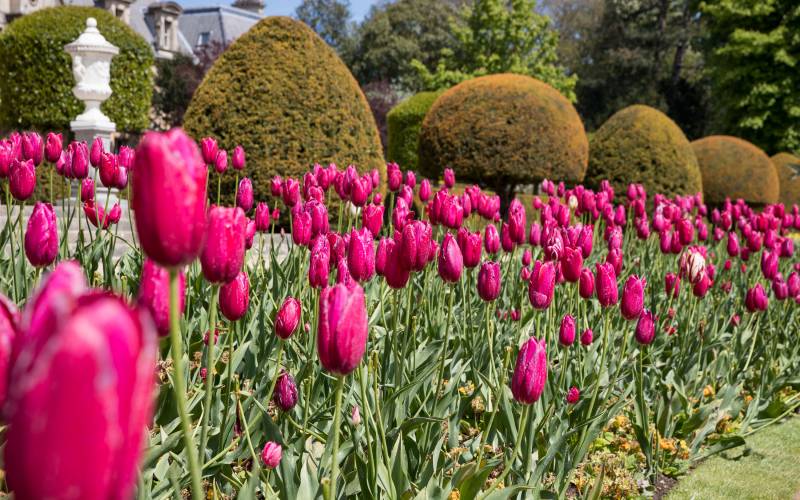 pink-tulips-garden-3000-1875-chris-lacey1