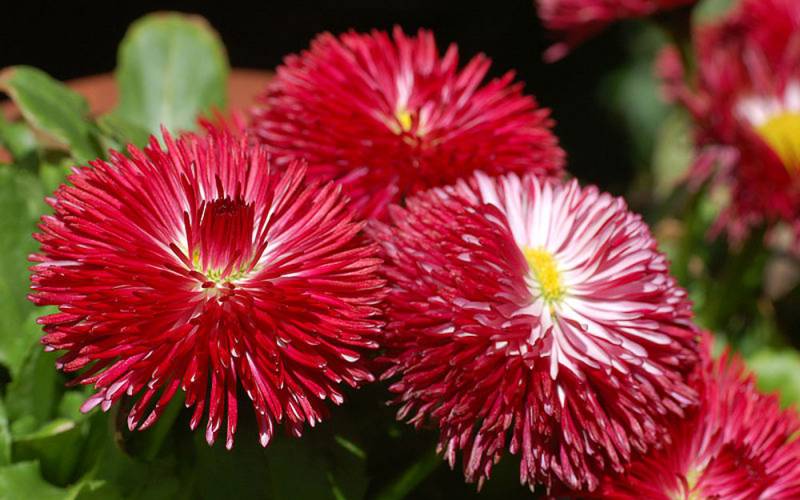 English daisy