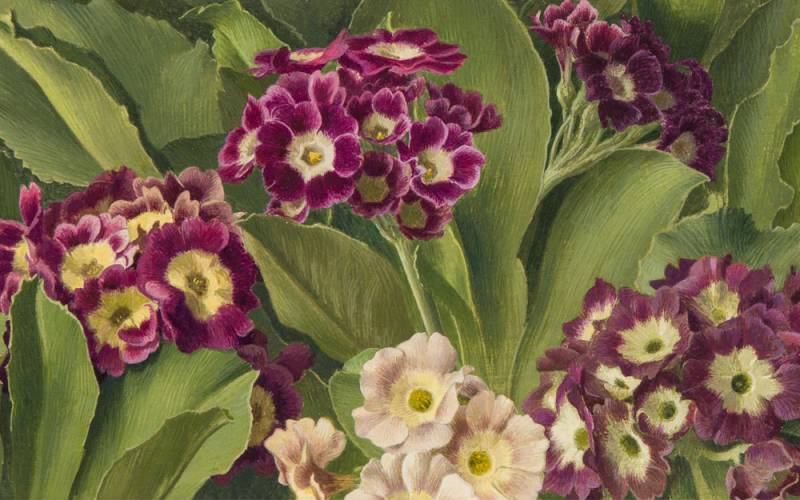 Painting of auricula flowers
