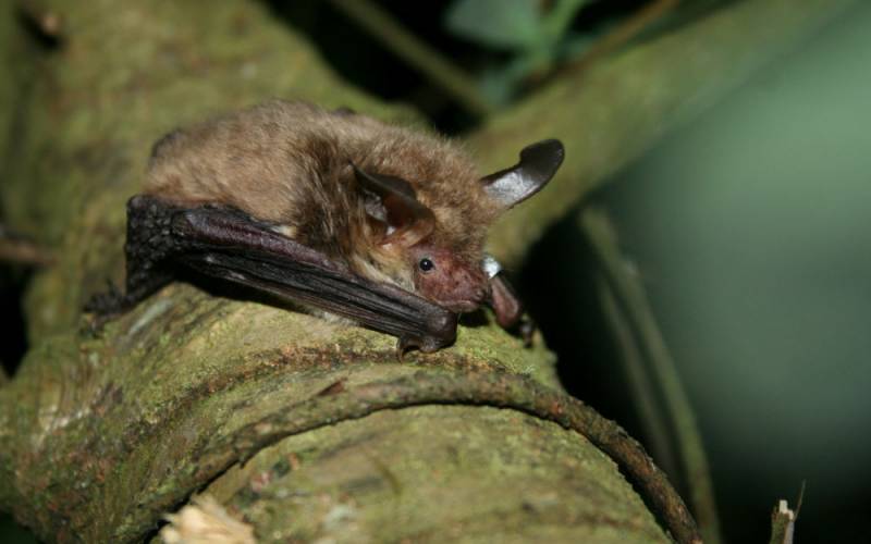 Bechstein's bat