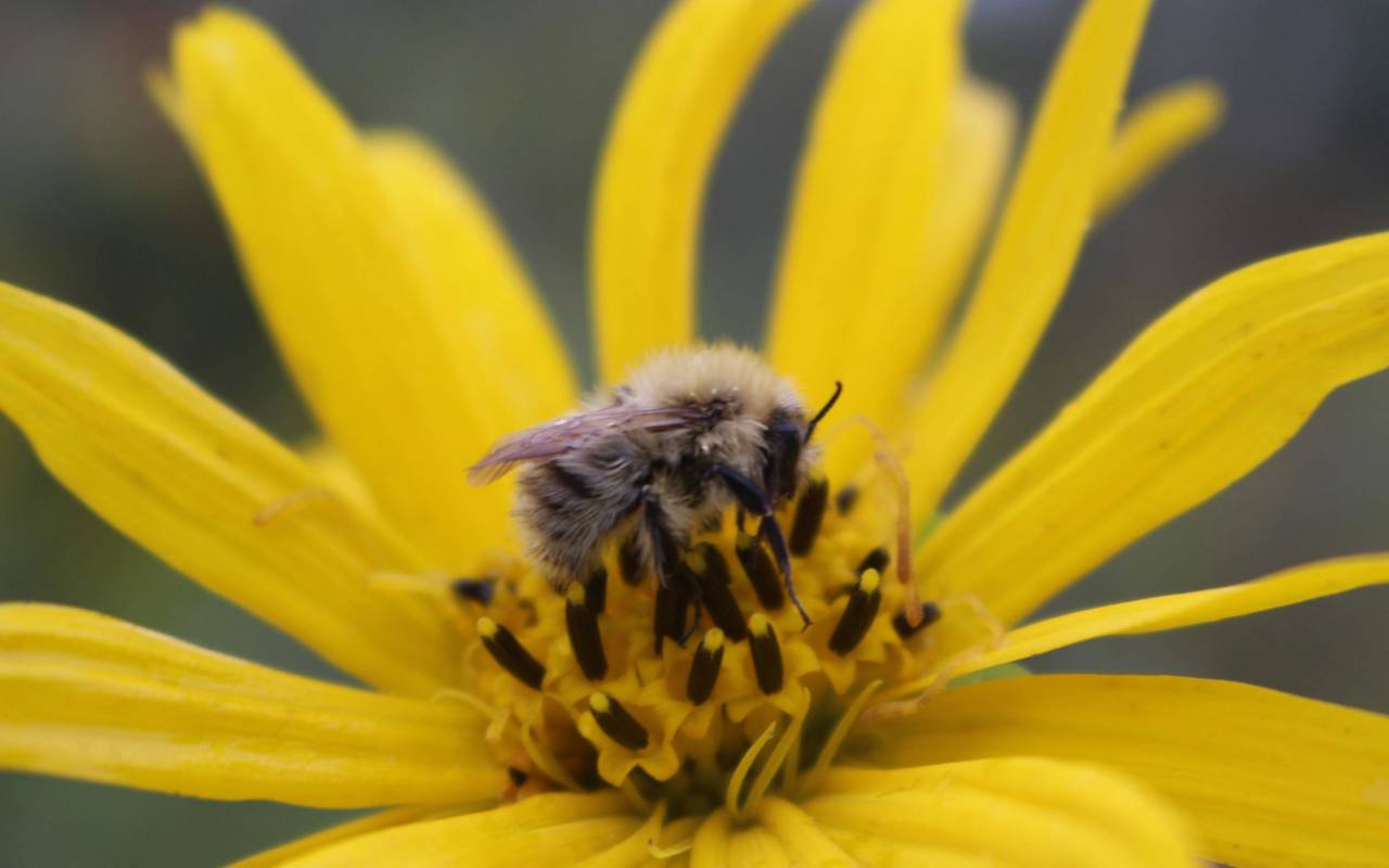 Bee on a flower by Yukta Chegu