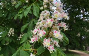 Flowers on a horse chestnut tree in waddesdon gardens