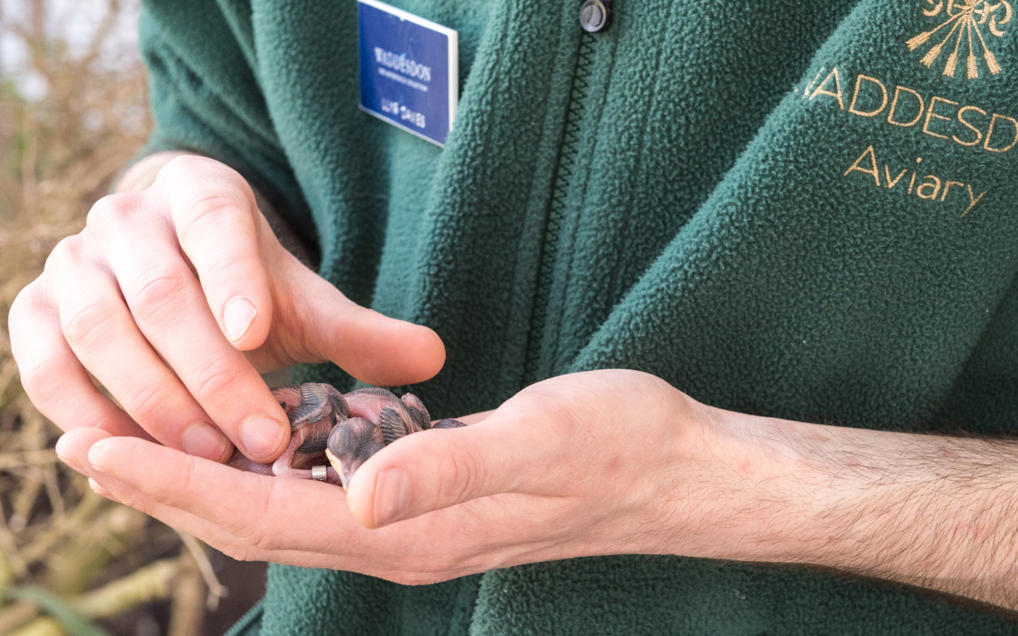 Baby birds held by the Aviary keeper.