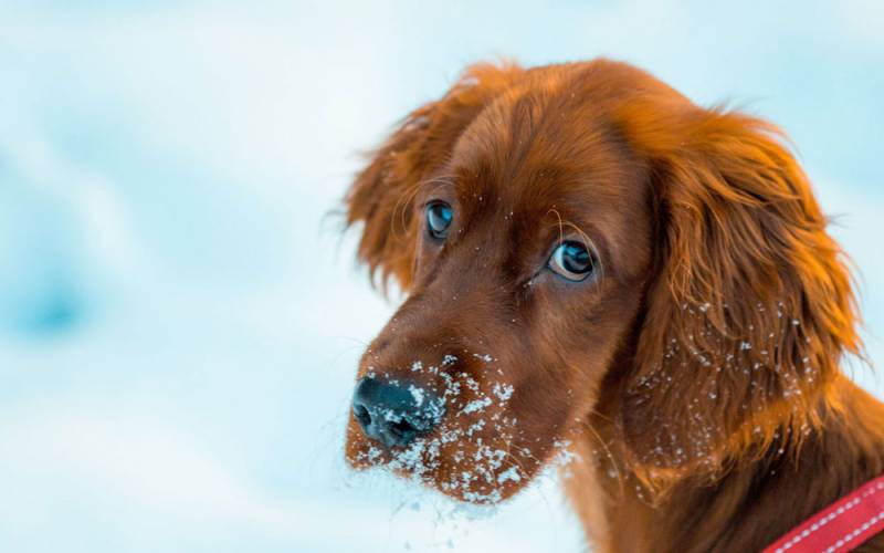 dog-at-christmas-gary-sandoz-unsplash-1000-625