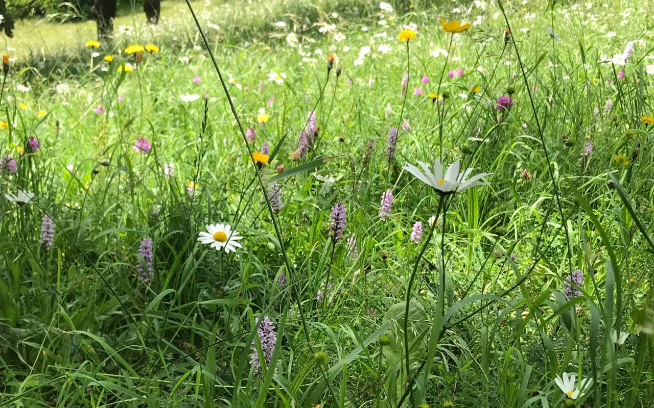 Close up of wildflowers
