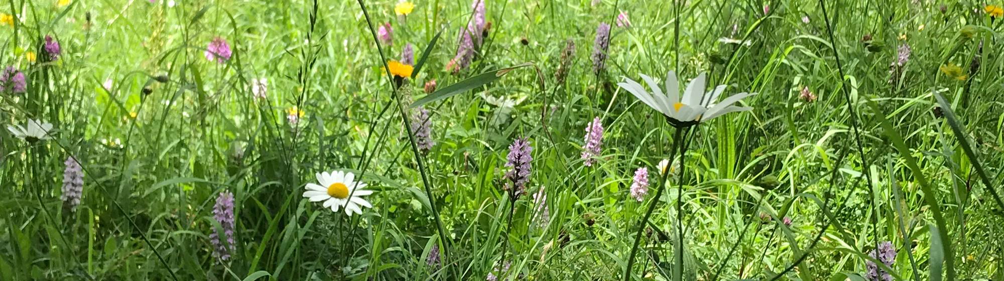 Close up of wildflowers