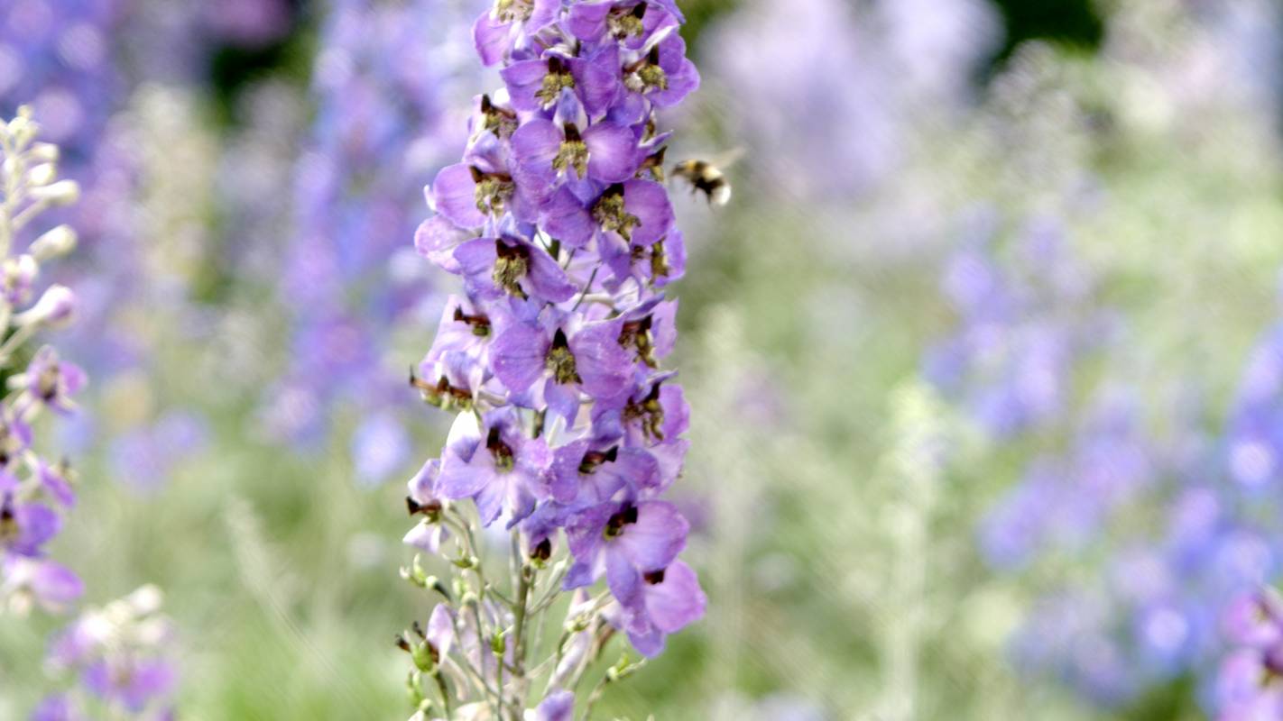 Bees on the Eythrope Estate