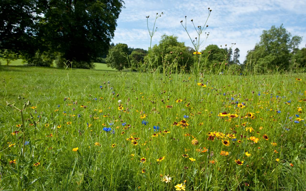 Wildflowers at Waddesdon