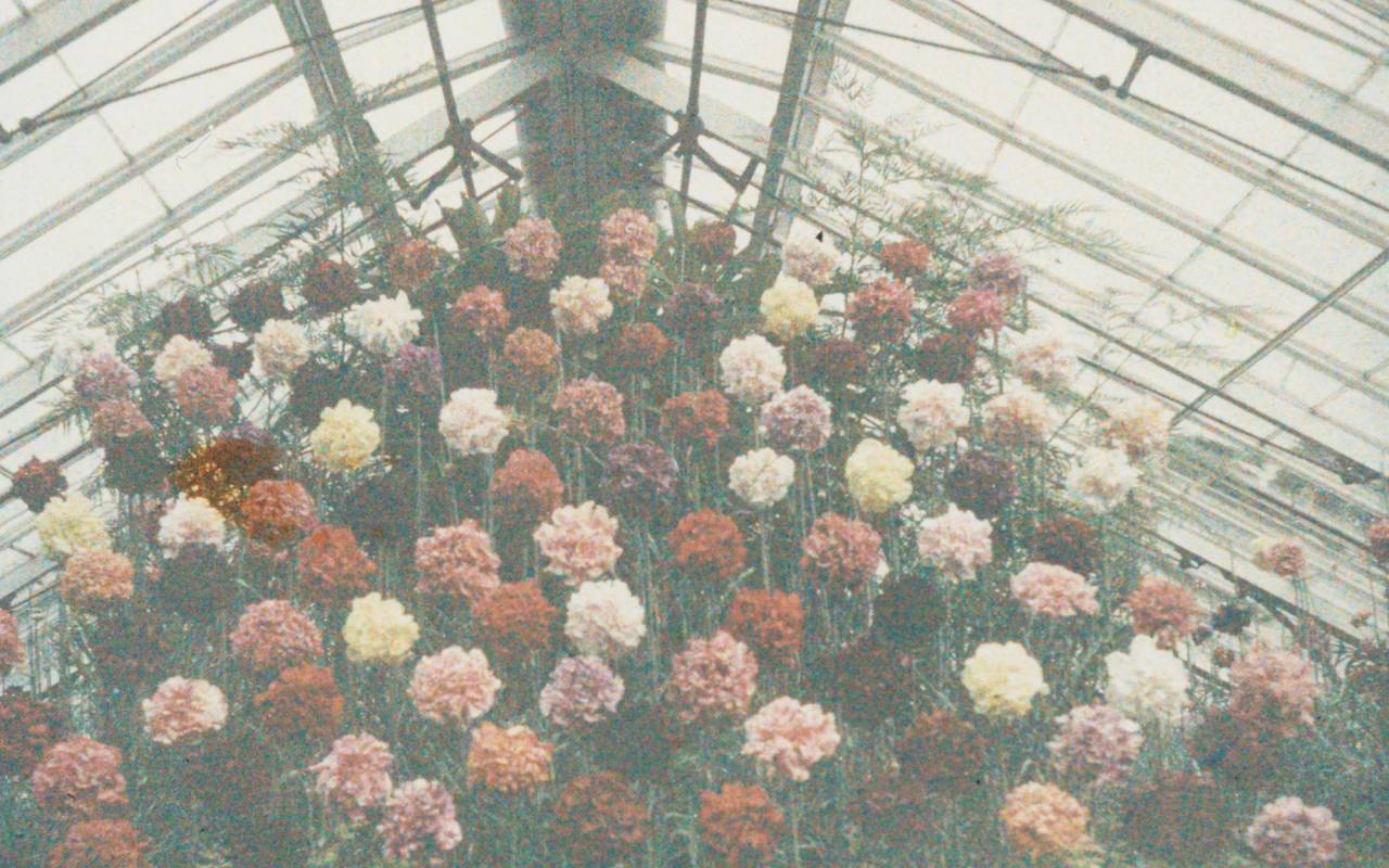 An early colour image (c.1910) of a glasshouse display of heavily scented Malmaison carnations