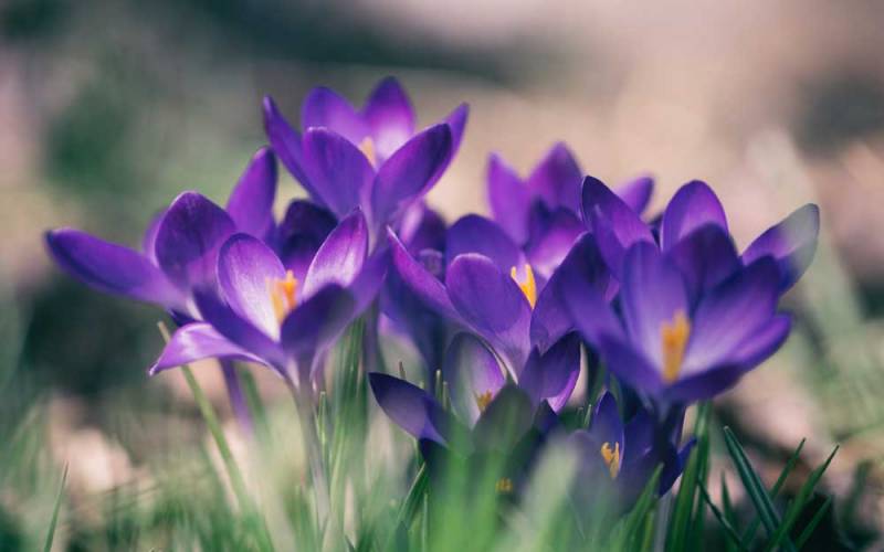 Gardens, Blue-crocus-parterre