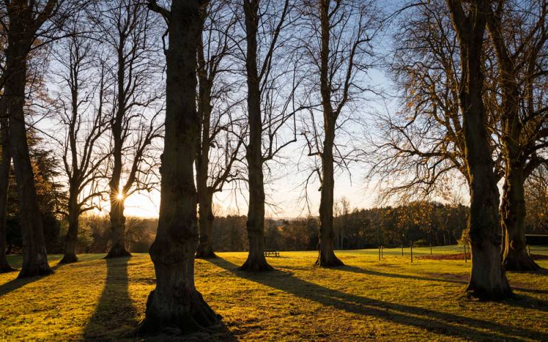 Winter-trees-sunlight-gardens-chris-lacey-1000-625