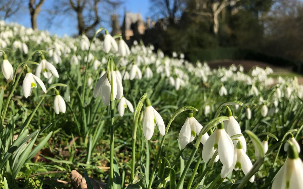 Snowdrops at Waddesdon