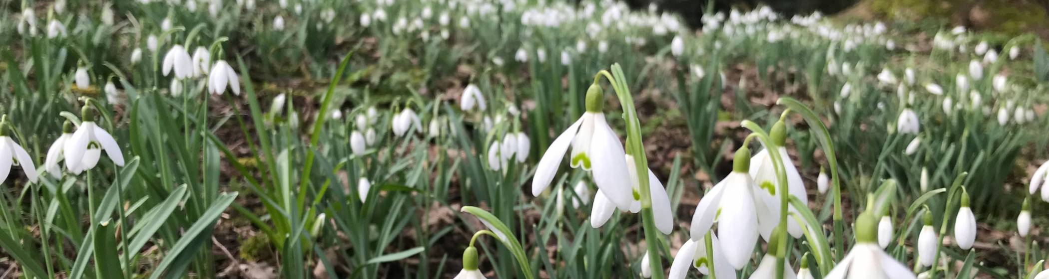 Snowdrops at Tulip Patch at Waddesdon