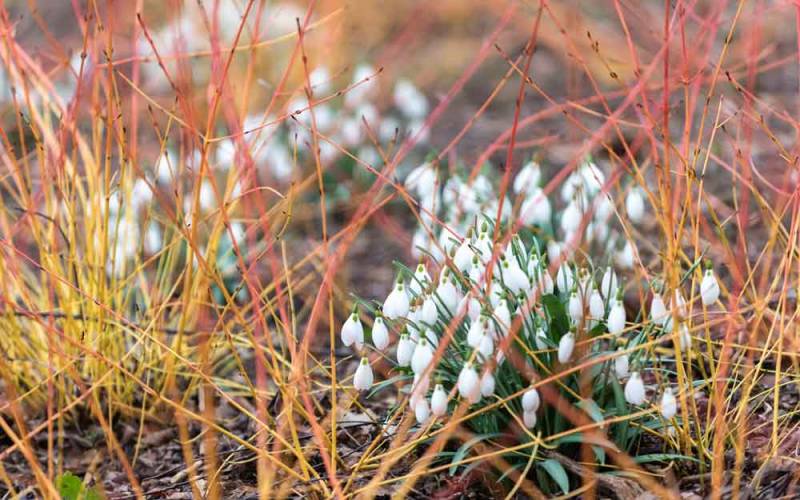 Snowdrops