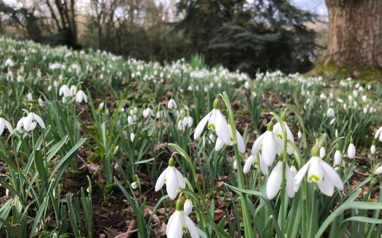 Snowdrops at Tulip Patch at Waddesdon
